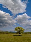 The Solitary flowering tree and cloudy sky