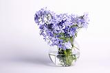 Delicate blue flowers