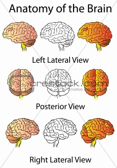 Medical Anatomy of the Brain Illustration, Human Anatomy