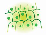 photosynthesis leaf plant cell