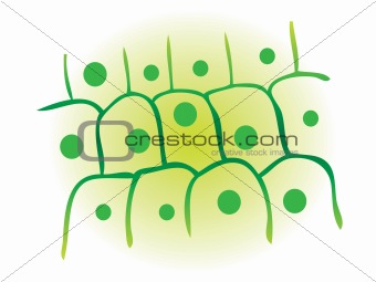 photosynthesis leaf plant cell