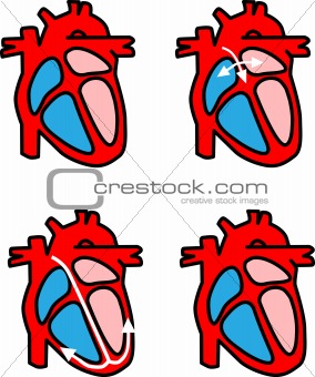 Vector Cardio illustration Heart Rate . Great for scientific, me