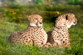Couple of cheetahs