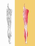 Anatomic leg muscular system
