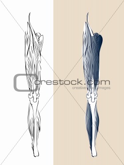 Anatomic leg muscular system