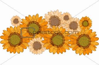 beautiful yellow Sunflower border