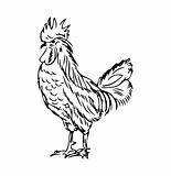 Proud cock retro tattoo style Chicken vector