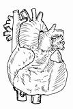 Heart Medical Illustration