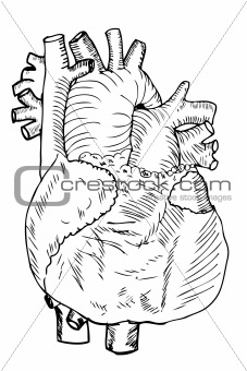 Heart Medical Illustration