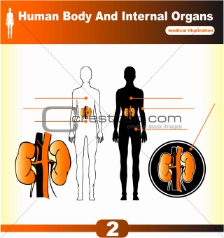 Human Internal Organs vector Kidney 