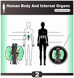 Human Internal Organs vector Kidney 