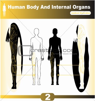 Image 3562292: Human Body Internal Organs muscles back from Crestock