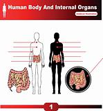 Human Body Internal Organs vector