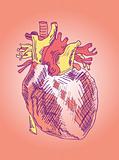Medical Illustration of a Heart vector