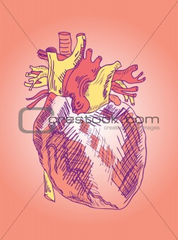 Medical Illustration of a Heart vector