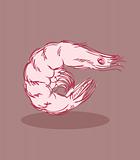 Shrimp vector illustration