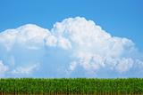 Corn Field with Clouds