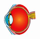 Eye Anatomy, human medical illustration, emblem, scheme
