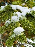 Snow Covered Pine Tree Branches Close Up