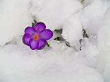 Purple Crocuses Poking Through the Snow in Springtime