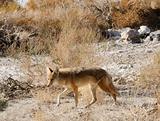 Coyotes in Death Valley
