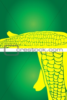 Corn,Fresh vegetable background, presentation layout