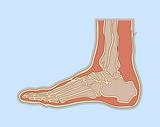 medical illustration human foot