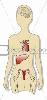 Medical illustration, Estrogen and Female Organs-showing brain, 