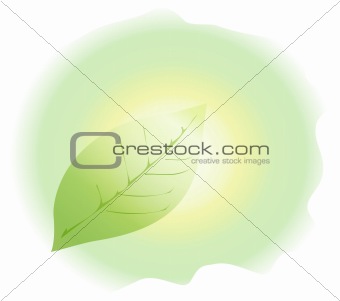 Vector green leaf, floral background, sun backdrop 