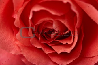 Red flower - rose closeup