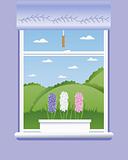 hyacinth windowsill
