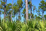Pine Flatwoods - Florida