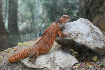 Orange lizard Uromastyx acanthinura, resting on grey rock