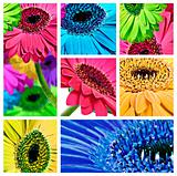 Collage of gerbera daisy close up photos