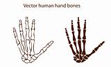 vector human hand bones 