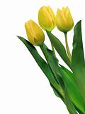 Bright yellow tulips isolated on white. EPS 8