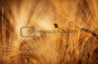 Fields of Wheat in Summer
