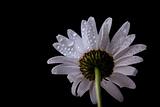 Daisy Flowers with Dewdrops