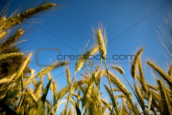 Fields of Wheat in Summer