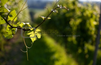 Vineyard in Southwest Germany