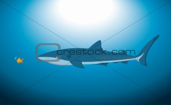 Big Shark and Small Fish