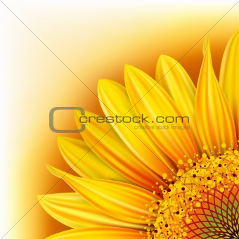 Background with sunflower
