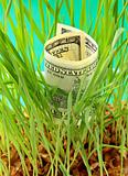 One Hundred dollar bill growing in the green grass
