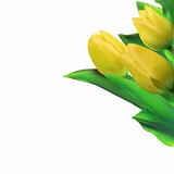 Bright yellow tulips isolated on white. EPS 8