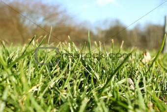 Fresh blades of grass in spring