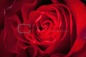 Red rose on red
