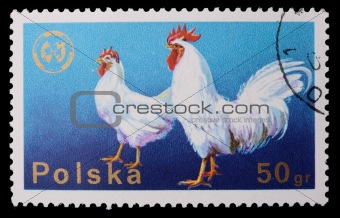 Poland - CIRCA 1970: A stamp - Cock