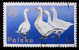 Poland - CIRCA 1970: A stamp - Goose