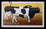 Poland - CIRCA 1970: A stamp - Cow and Bull