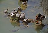 duck and turtles